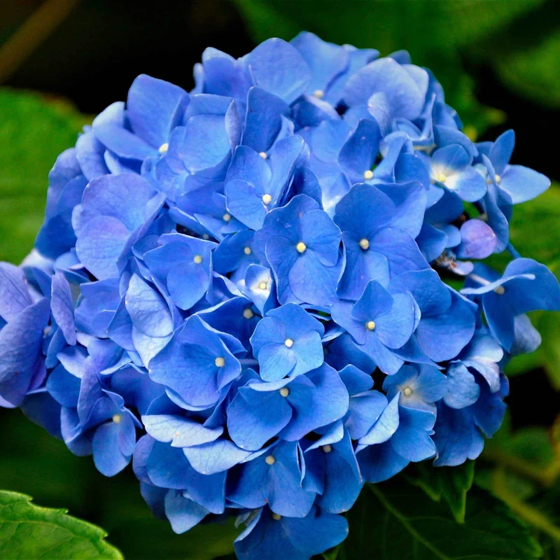 Hortensia bleu