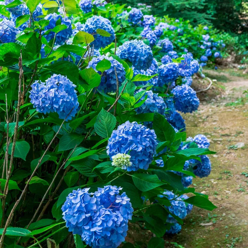 Hortensia bleu