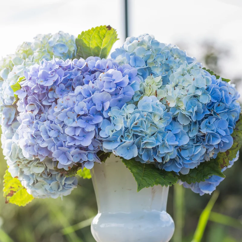 Hortensia bleu
