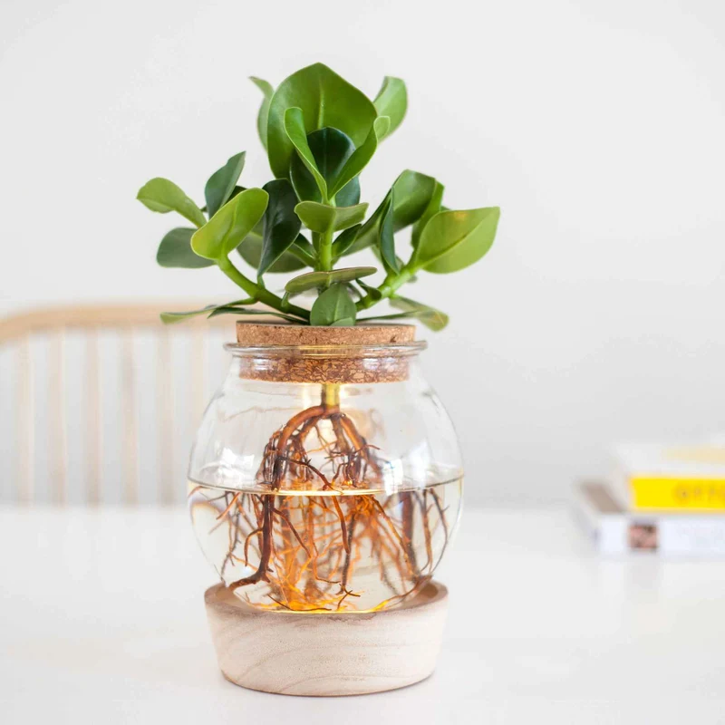 Clusia Met et son ampoule vase avec LED