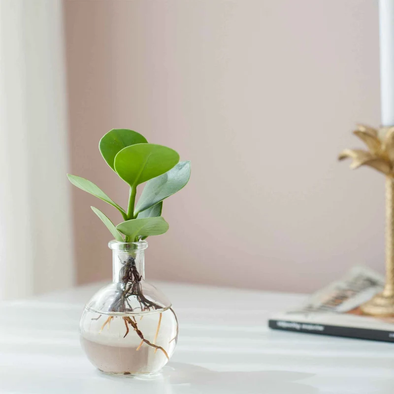 Clusia Samoa et son vase