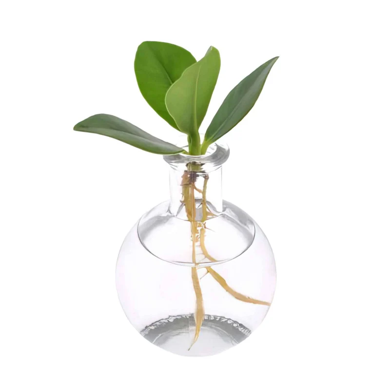 Clusia Samoa et son vase