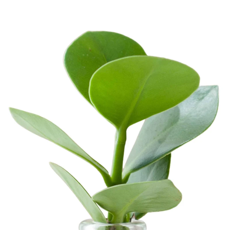 Clusia Samoa et son vase