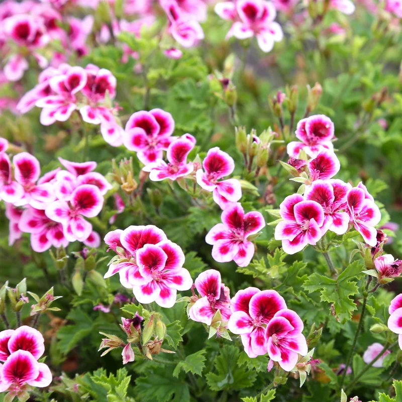 3 Géraniums parfumés Pansy