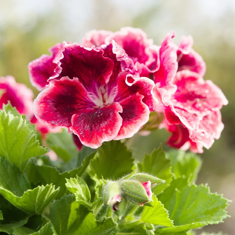 3 Géraniums parfumés Pansy