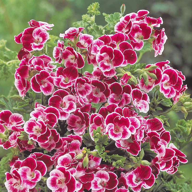 3 Géraniums parfumés Pansy