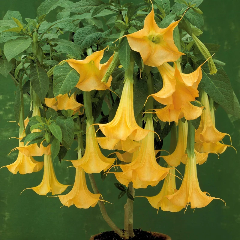 Brugmansia jaune