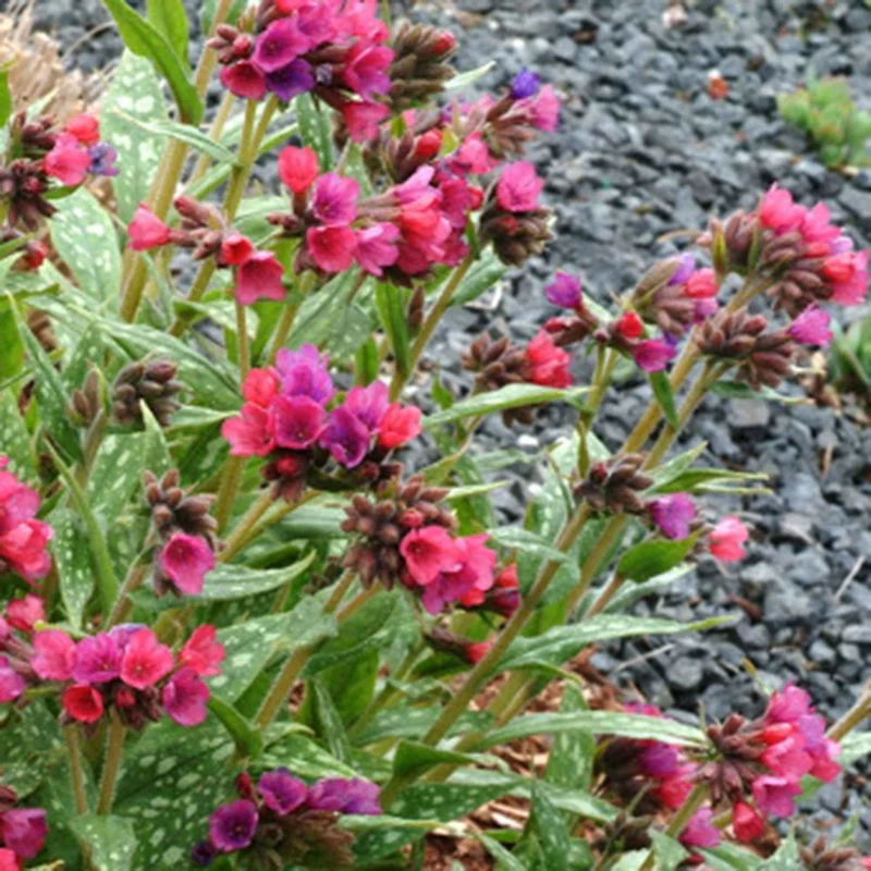 Pulmonaire Raspberry Splash