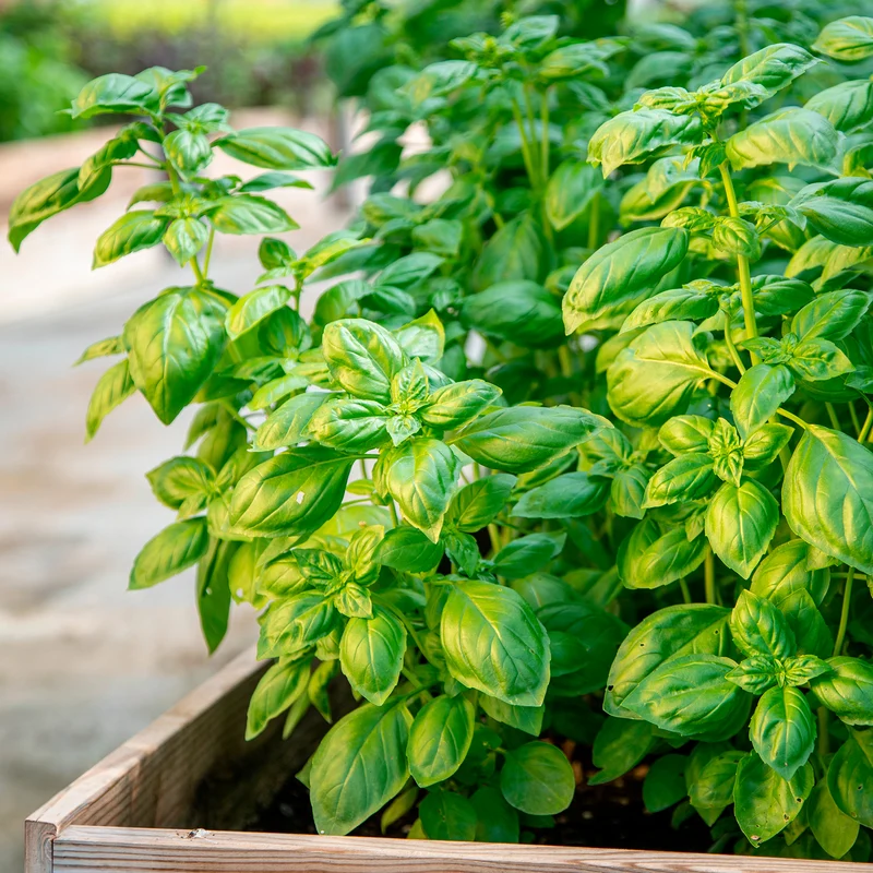 Basilic amélioration de Genovese Bio