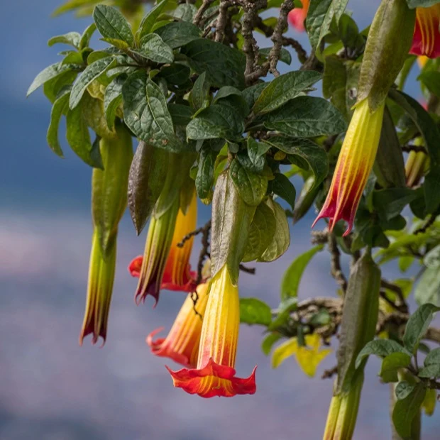 Brugmansia rouge et or