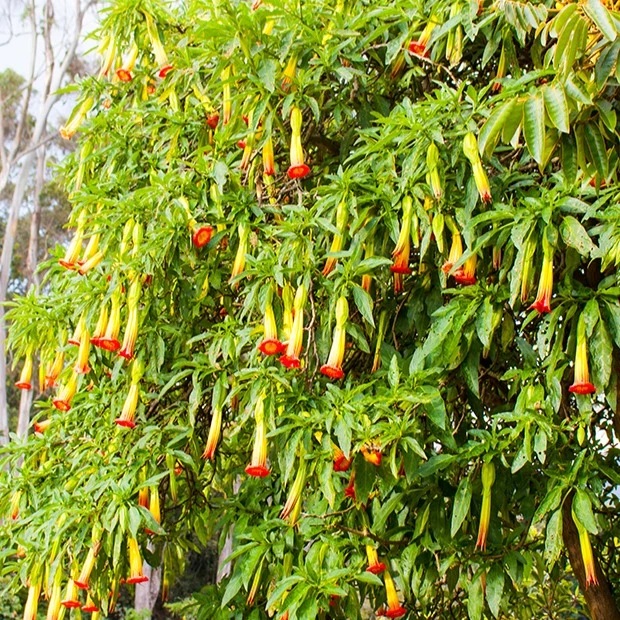 Brugmansia rouge et or
