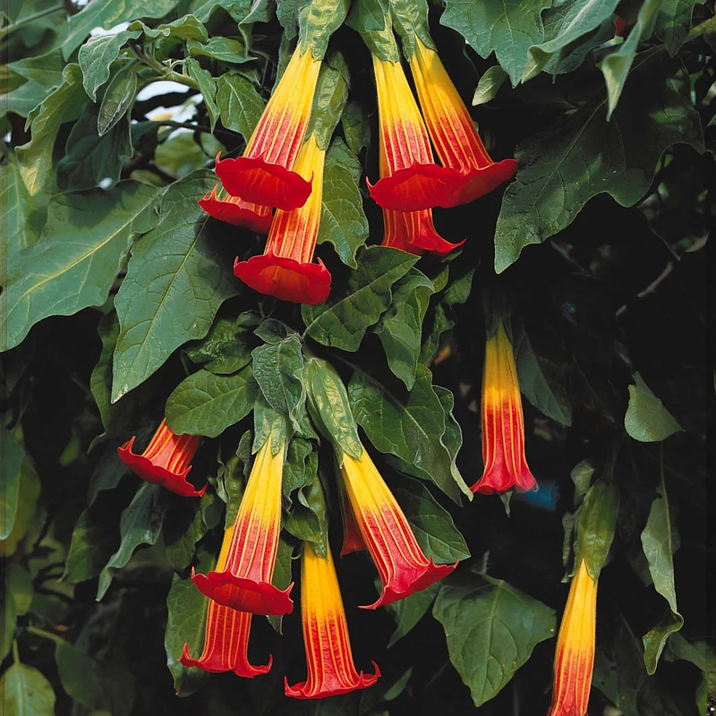Brugmansia rouge et or