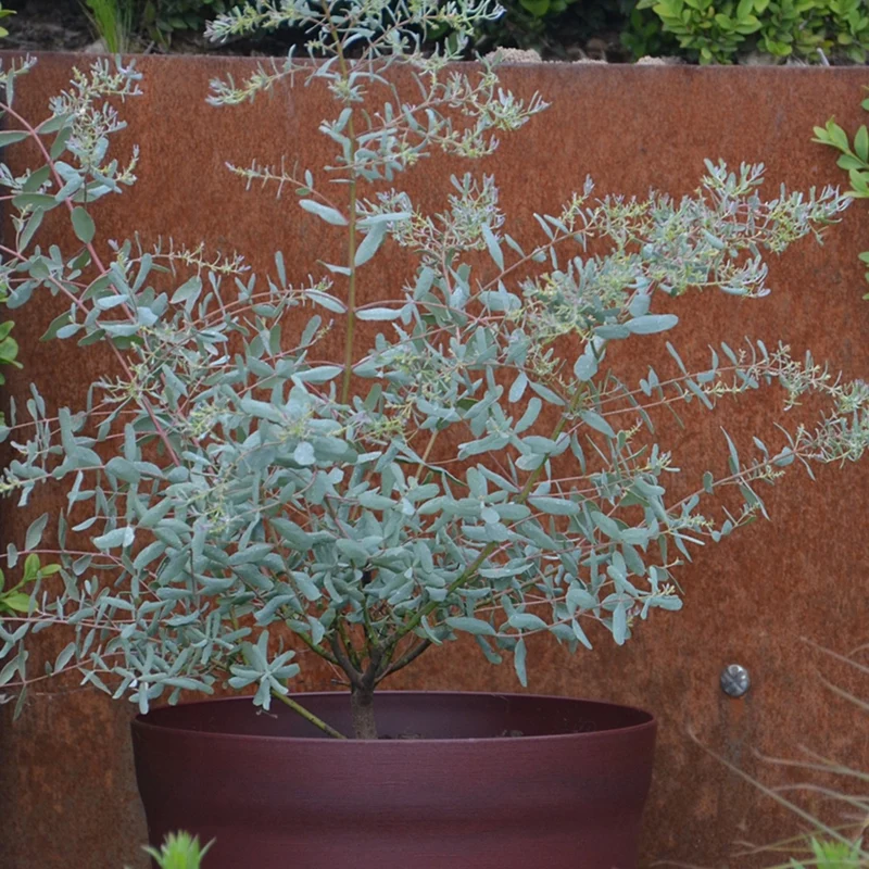Eucalyptus gunnii France Bleu ® Rengun