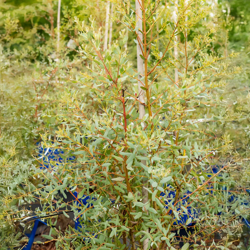Eucalyptus gunnii France Bleu ® Rengun