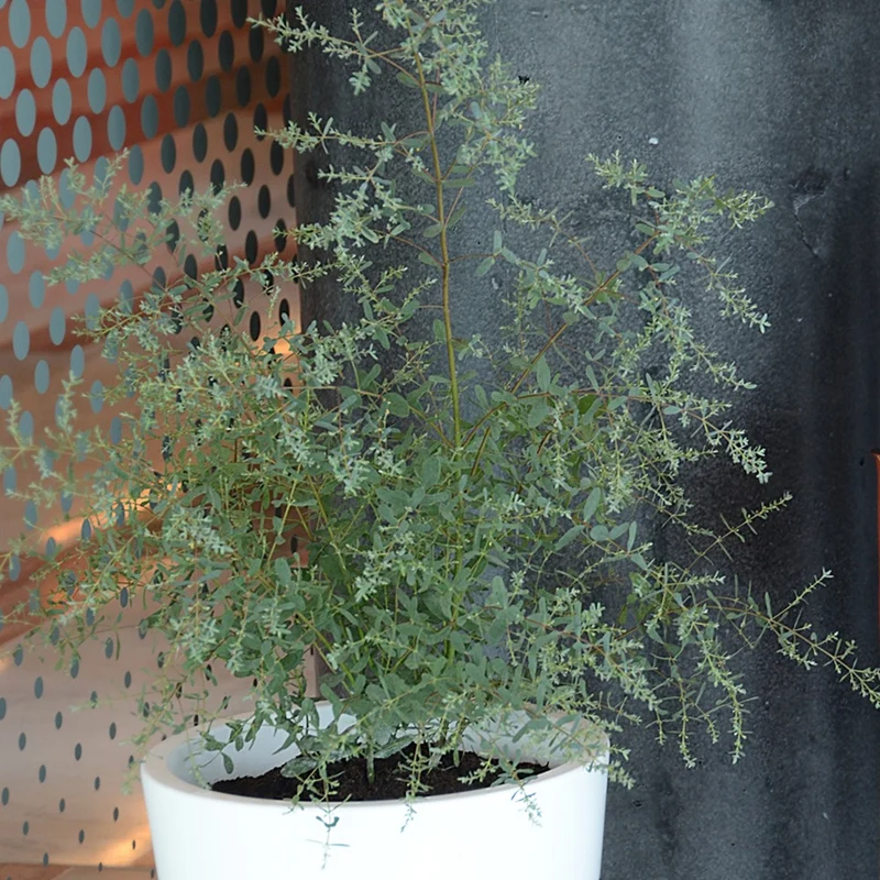Eucalyptus gunnii France Bleu ® Rengun