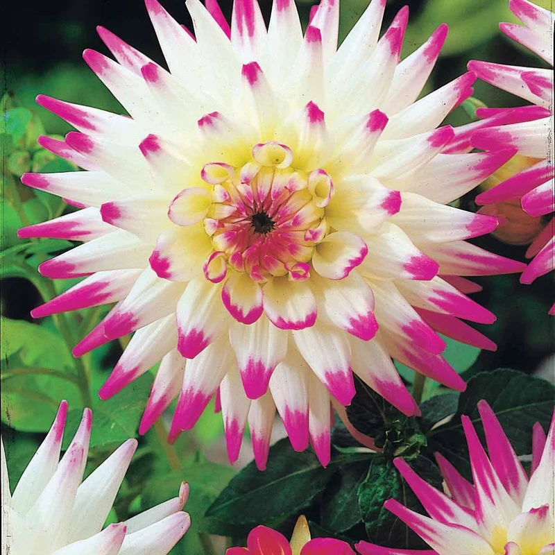 3 Dahlias cactus Haley Jane