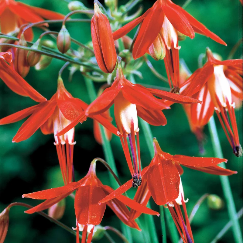 5 Corail du Mexique