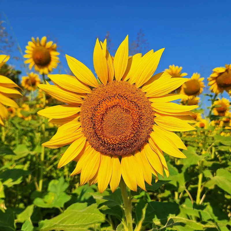 Tournesol à fleur géante Bio
