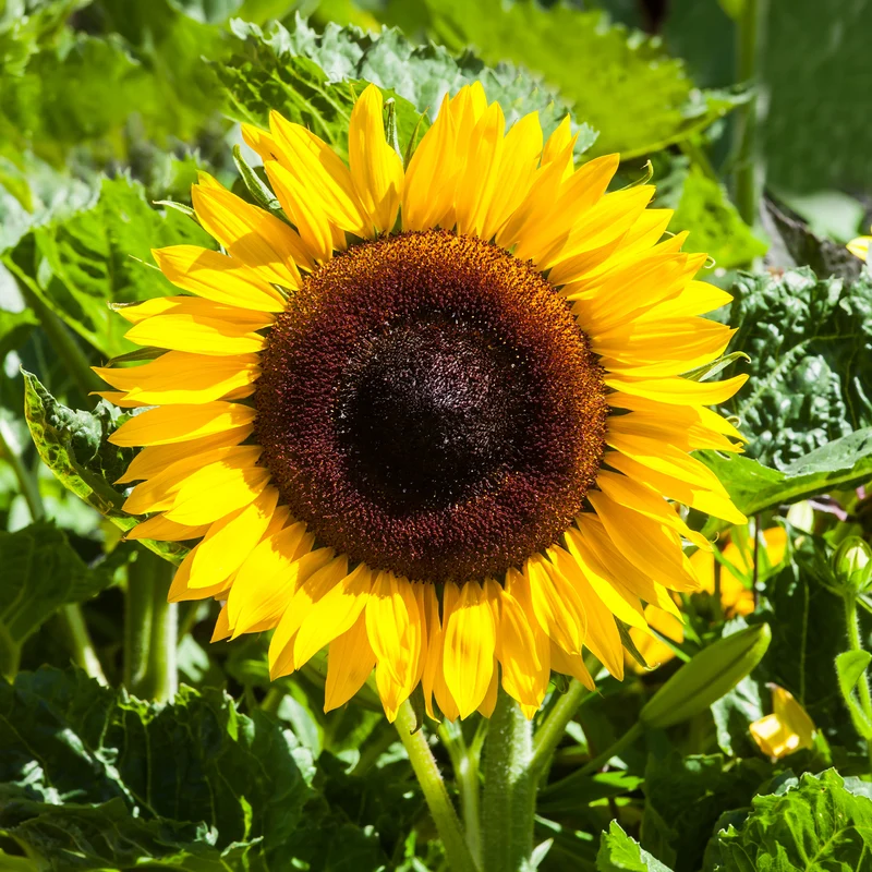 Tournesol à fleur géante Bio