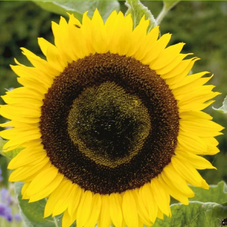 Tournesol à fleur géante Bio
