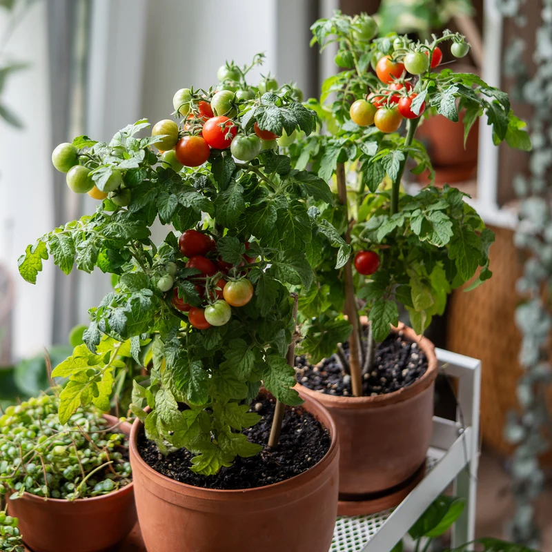 Tomate cerise Tiny Tim