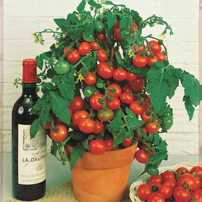 Tomate cerise Tiny Tim