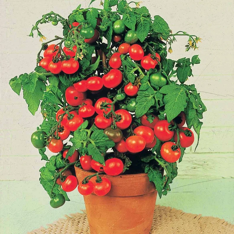 Tomate cerise Tiny Tim