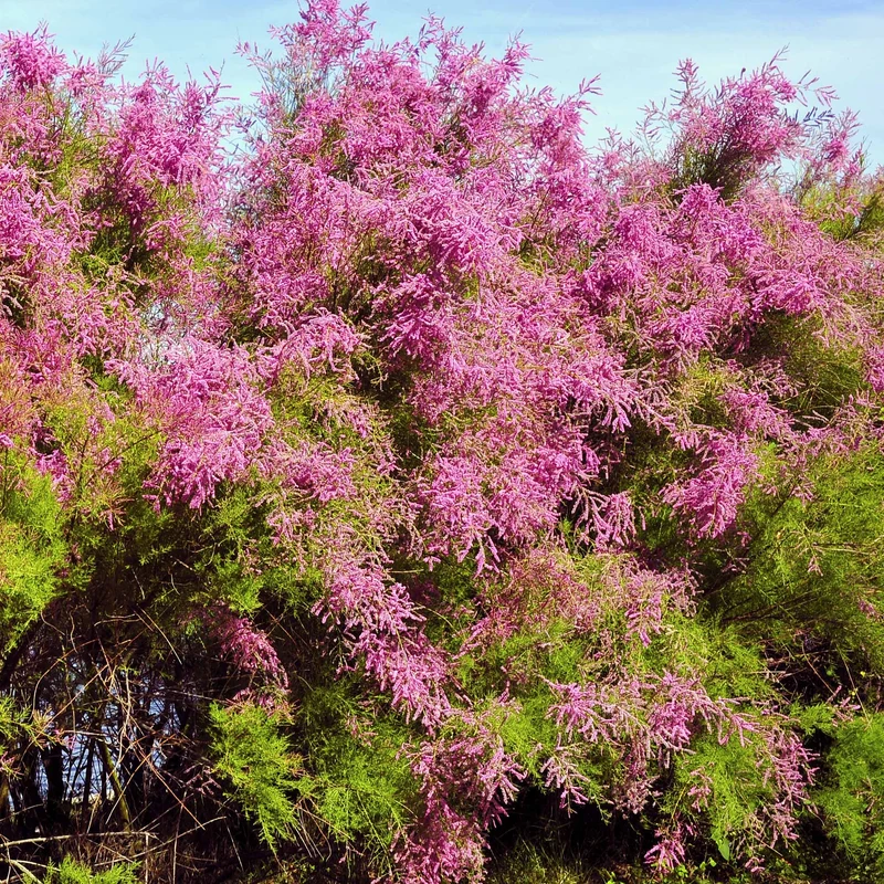 Tamaris de Printemps