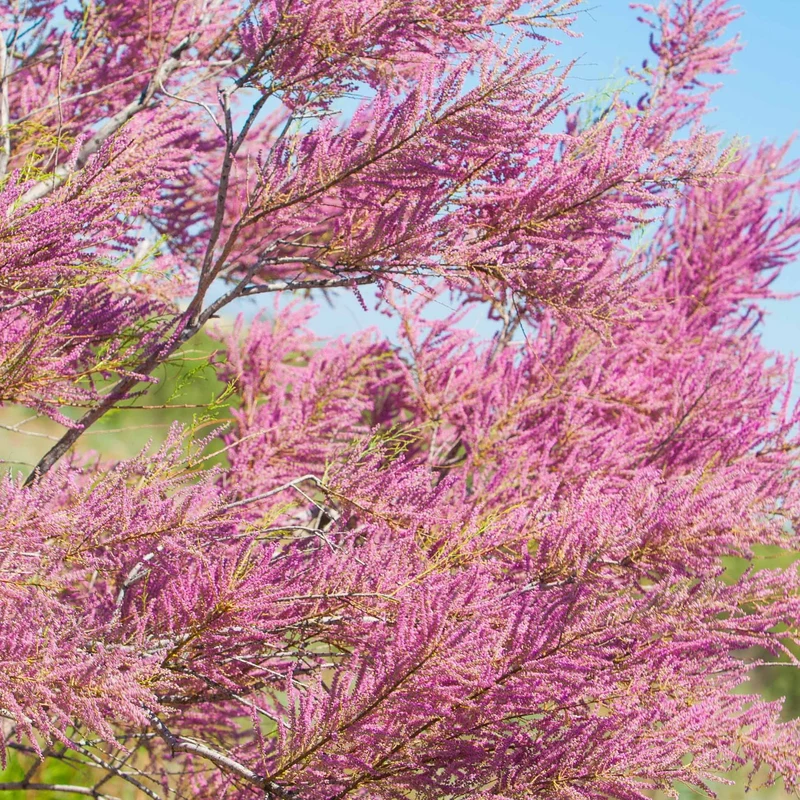Tamaris de Printemps