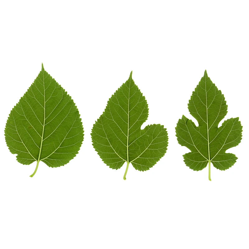 Mûrier à grandes feuilles