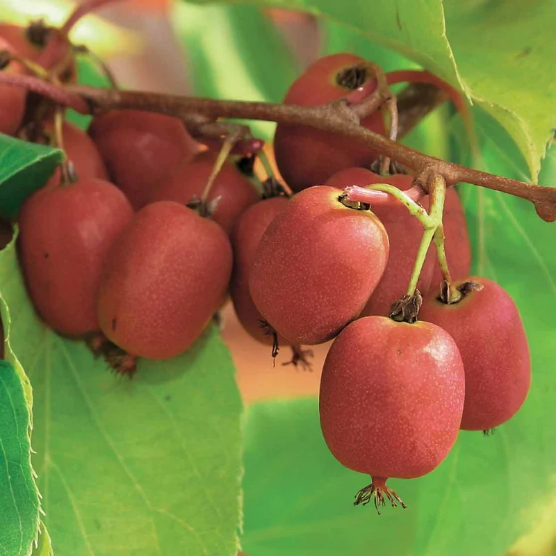 Couples de Kiwis rouges Weiki ® mâles et femelles