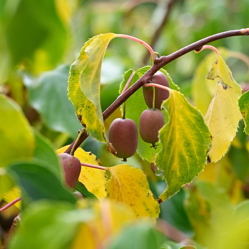 Couples de Kiwis rouges Weiki ® mâles et femelles