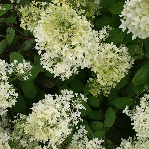 Hortensia paniculé Dentelle de Gorron ®