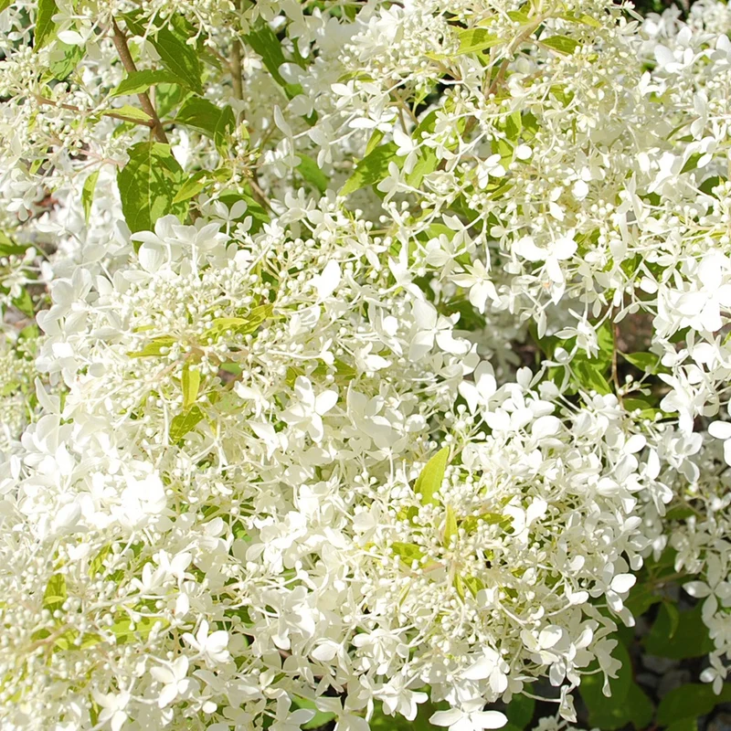 Hortensia paniculé Dentelle de Gorron ®