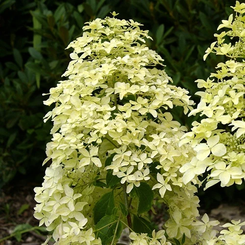 Hortensia paniculé Dentelle de Gorron ®