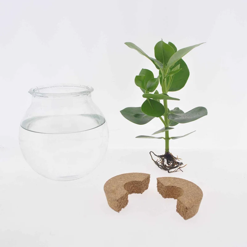 Syngonium et son ampoule vase