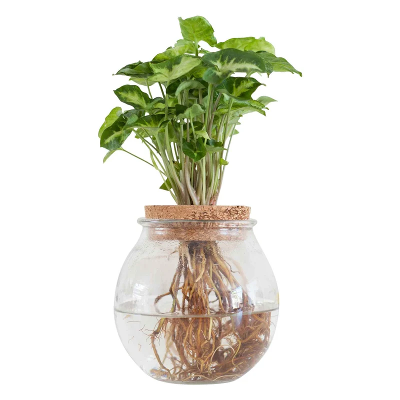 Syngonium et son ampoule vase