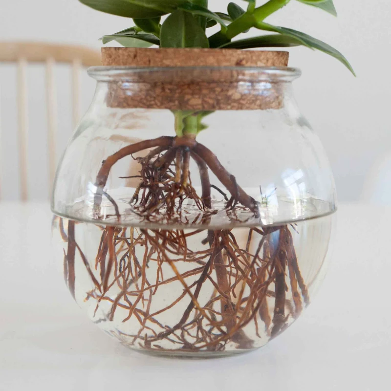 Clusia Met et son Ampoule vase