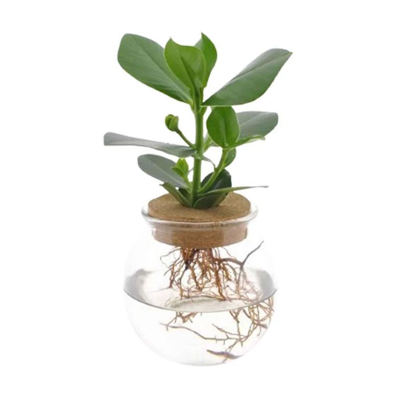 Clusia Met et son Ampoule vase