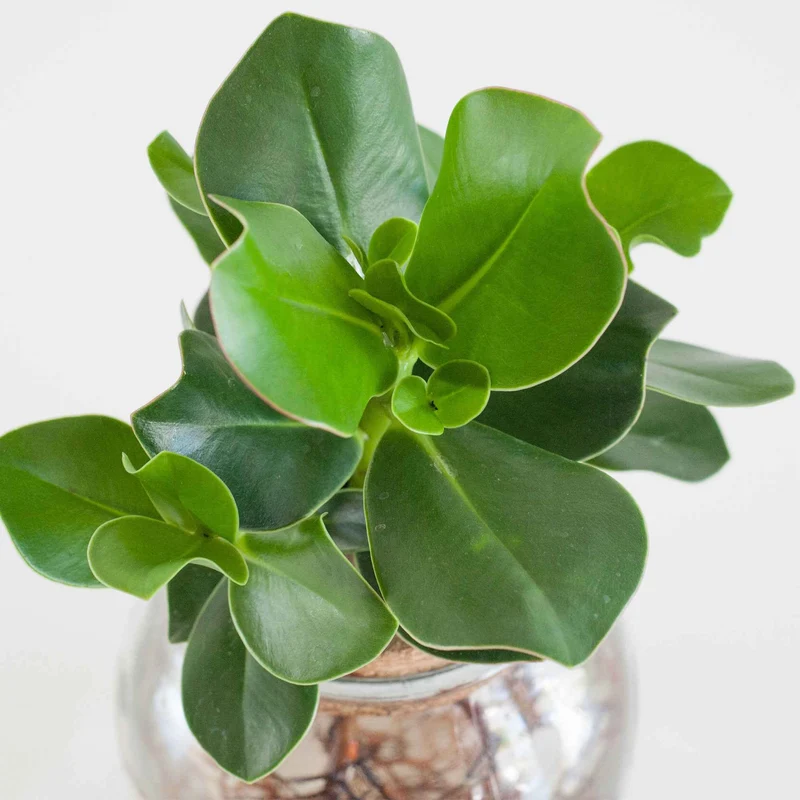 Clusia Met et son Ampoule vase