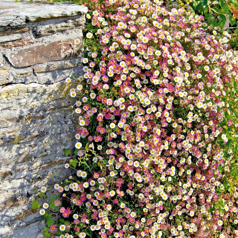 Vergerette - Erigeron karvinskianus