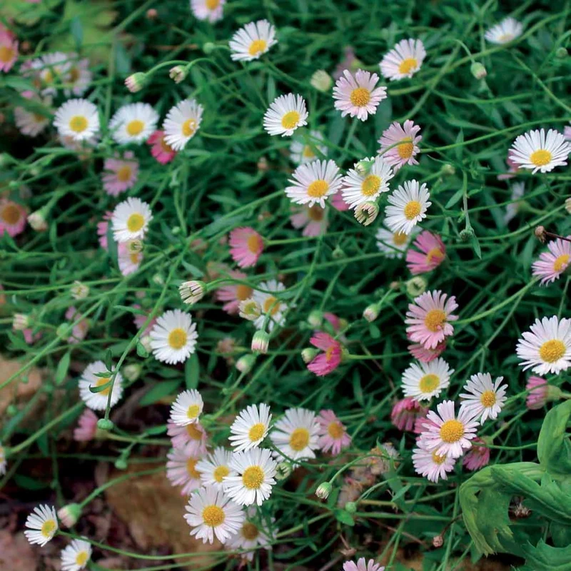 Vergerette - Erigeron karvinskianus