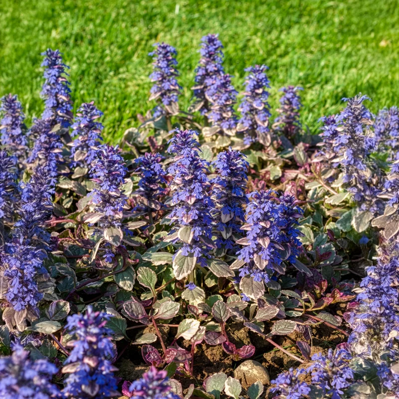 Bugle rampante Burgundy Glow