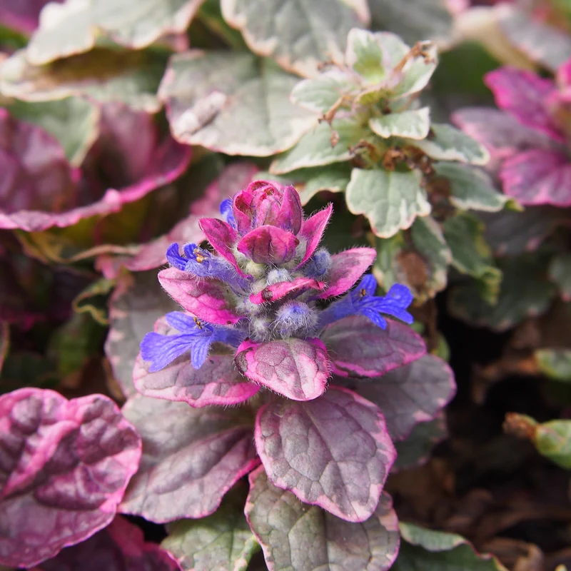 Bugle rampante Burgundy Glow