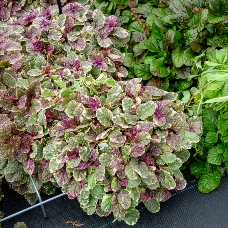 Bugle rampante Burgundy Glow