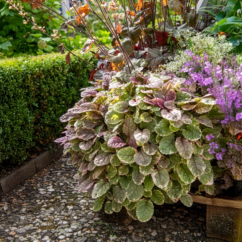 Bugle rampante Burgundy Glow