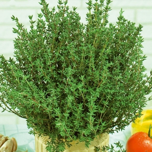 Thym d´été