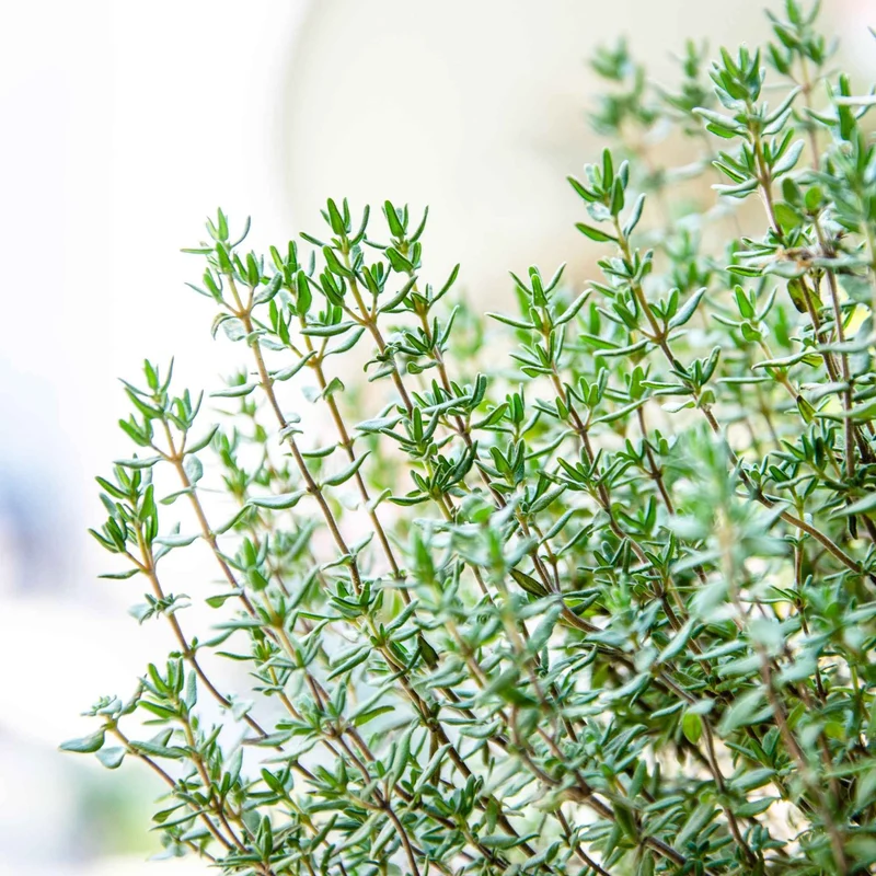 Thym d´été