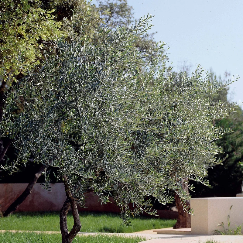 Olivier - Olea europaea