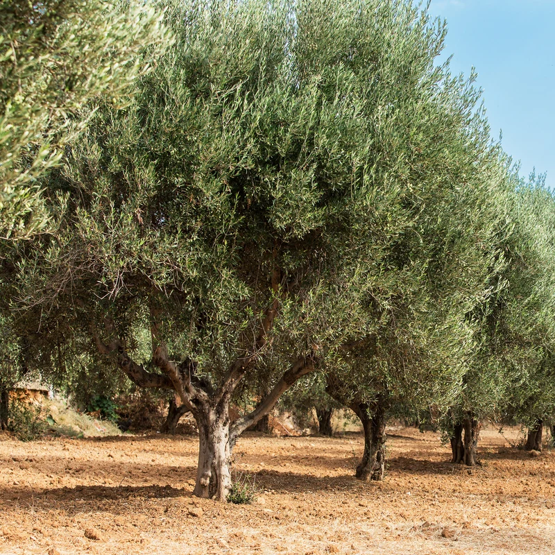 Olivier - Olea europaea